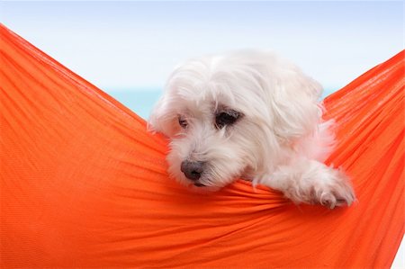Adorable white puppy dog sitting in an orange sling hammock by the seaside. Stock Photo - Budget Royalty-Free & Subscription, Code: 400-06075819