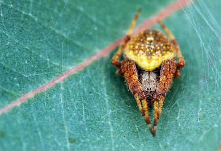 simsearch:640-02770439,k - Attractive yellow colored hairy spider on a leaf waiting for its prey in its web Foto de stock - Super Valor sin royalties y Suscripción, Código: 400-06075926