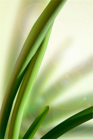 fotosintesi - Green leaves Sansevieria trifasciata with clipping path Fotografie stock - Microstock e Abbonamento, Codice: 400-06076200