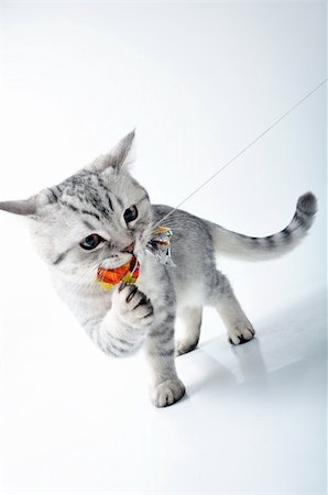 simsearch:400-07250071,k - grey white Scottish kitten playing Foto de stock - Super Valor sin royalties y Suscripción, Código: 400-06076601