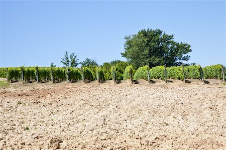 Barbera vineyard during spring season, Monferrato area, Piedmont region, Italy Photographie de stock - Aubaine LD & Abonnement, Code: 400-06076682