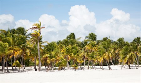 simsearch:400-07093200,k - Cap cana beach with white sand and palms Fotografie stock - Microstock e Abbonamento, Codice: 400-06076858