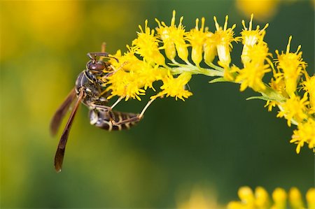 A wasp feasts on a Goldenrod. Foto de stock - Royalty-Free Super Valor e Assinatura, Número: 400-06077007