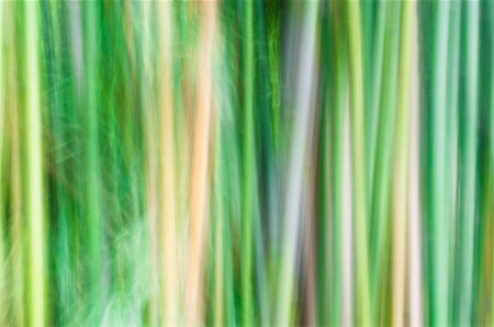 fotosintesi - Abstract shot of vibrant green bamboo, great as a background. Fotografie stock - Microstock e Abbonamento, Codice: 400-06077286