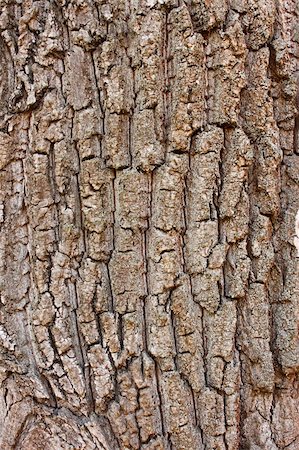 Fragment the cracked bark of the old tree covered with tiny lichen Stock Photo - Budget Royalty-Free & Subscription, Code: 400-06077365