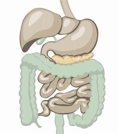 pâncreas - Vector illustration of digestive system. Separate layers Foto de stock - Royalty-Free Super Valor e Assinatura, Número: 400-06077482