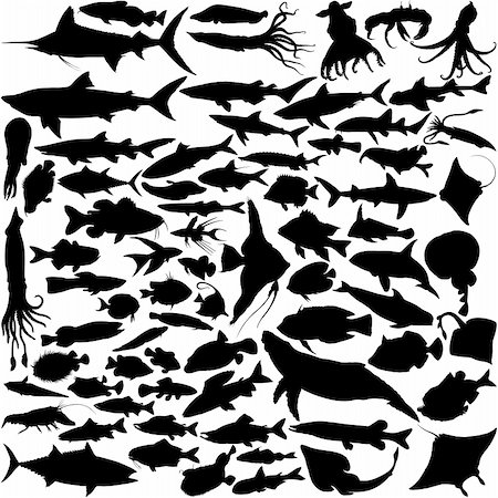 poisson-ange - Fish and sea animals isolated on white Photographie de stock - Aubaine LD & Abonnement, Code: 400-06077545
