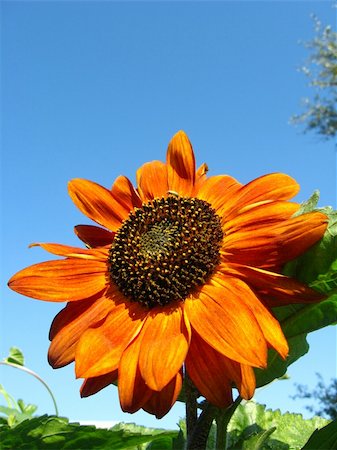 simsearch:400-06077674,k - fragment of the beautiful sunflower on the blue sky background Stock Photo - Budget Royalty-Free & Subscription, Code: 400-06077675