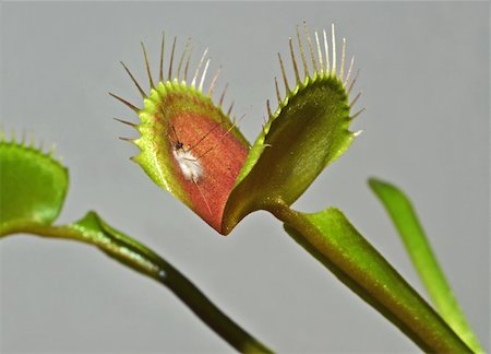 deadly - leaf of carnivorous plant with digested mosquito Stock Photo - Budget Royalty-Free & Subscription, Code: 400-06077769