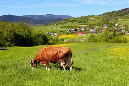 dairy cow grass - Cow on green meadow Stock Photo - Budget Royalty-Free & Subscription, Code: 400-06077813