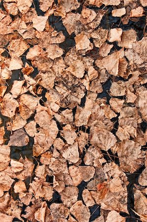 seasonal change - Falling rotten leaves floating on the dark surface of water Stock Photo - Budget Royalty-Free & Subscription, Code: 400-06077899