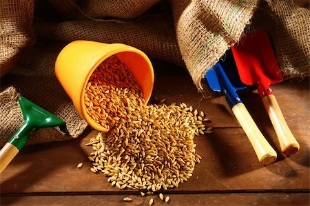 simsearch:400-08428404,k - sowing wheat seed in ceramic pot Stock Photo - Budget Royalty-Free & Subscription, Code: 400-06077908