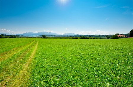 Rut on the Meadow near Bavarian Lake Chiemsee Stock Photo - Budget Royalty-Free & Subscription, Code: 400-06078017