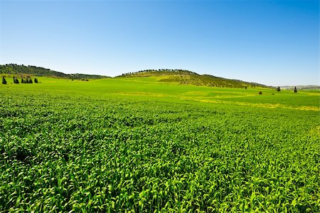 Green Field in Israel, Spring Photographie de stock - Aubaine LD & Abonnement, Code: 400-06078025