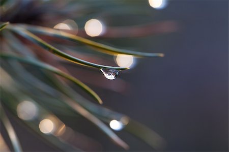 Water drop on pine-needle Stock Photo - Budget Royalty-Free & Subscription, Code: 400-06078050