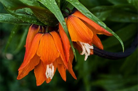 rainfall - A couple of orange flowers after a rainfall on Island Park Walkway near Granville Island in Vancouver British Columbia, Canada Stock Photo - Budget Royalty-Free & Subscription, Code: 400-06078093