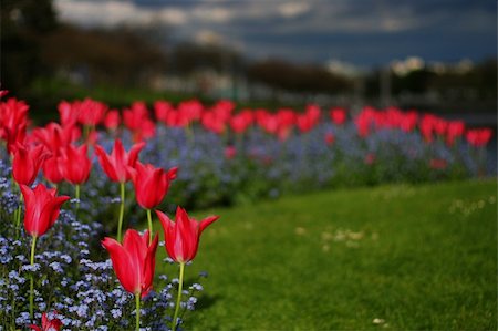 Tulips and forget-me-nots blooming in Legacy Garden which honours women dragonboaters and their supporters being touched by breast cancer. Stock Photo - Budget Royalty-Free & Subscription, Code: 400-06078118