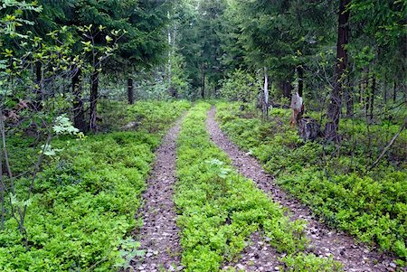 simsearch:400-05716719,k - Two track through the forest Stock Photo - Budget Royalty-Free & Subscription, Code: 400-06078242