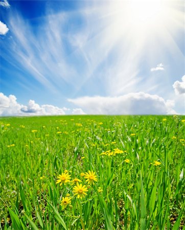 spring meadow with flowers. soft focus on flower Stockbilder - Microstock & Abonnement, Bildnummer: 400-06078252