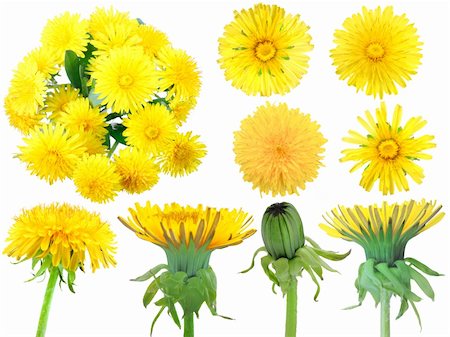 simsearch:400-06095720,k - Set of yellow dandelion-flowers for your design. Isolated on white background. Close-up. Studio photography. Stock Photo - Budget Royalty-Free & Subscription, Code: 400-06078325