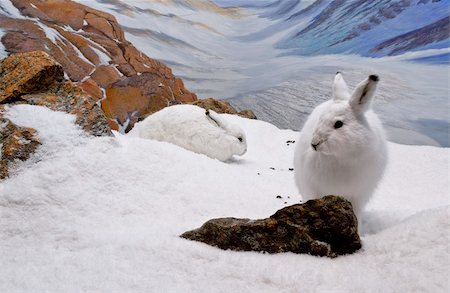 Two arctic hares resting in the mountainous region of Nunavut. Stock Photo - Budget Royalty-Free & Subscription, Code: 400-06078349