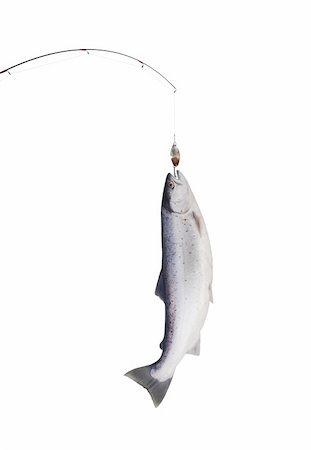 big salmon on fishing-rod on white background Foto de stock - Super Valor sin royalties y Suscripción, Código: 400-06078571