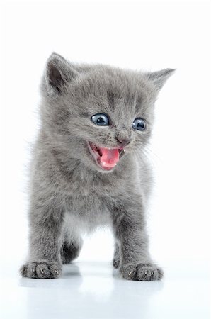 puss - portrait of funny British gray kitten isolated Stock Photo - Budget Royalty-Free & Subscription, Code: 400-06078834