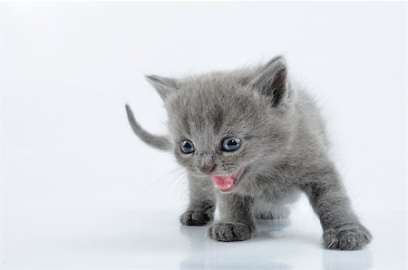 stray cat - portrait of Scottish breed grey 3 weeks old kitten Stock Photo - Budget Royalty-Free & Subscription, Code: 400-06078833