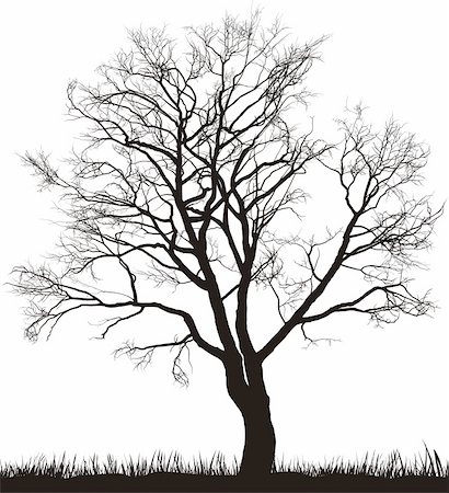 simsearch:400-05200584,k - Vector illustration of walnut tree in winter Stock Photo - Budget Royalty-Free & Subscription, Code: 400-06078991