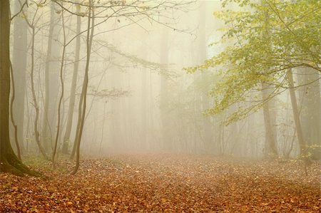 simsearch:400-04318525,k - mist in the woods one autumn day Stock Photo - Budget Royalty-Free & Subscription, Code: 400-06079049
