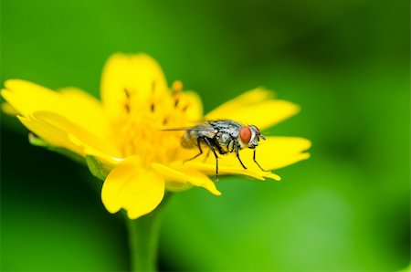 sweetcrisis (artist) - fly macro Little yellow star flower in green nature Photographie de stock - Aubaine LD & Abonnement, Code: 400-06079170