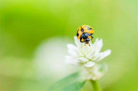 simsearch:400-06427911,k - ladybug macro in the green nature or in the garden Stock Photo - Budget Royalty-Free & Subscription, Code: 400-06079172