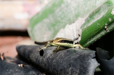 simsearch:400-04914866,k - Skink or Scincidae in garden or in green nature Stock Photo - Budget Royalty-Free & Subscription, Code: 400-06079187