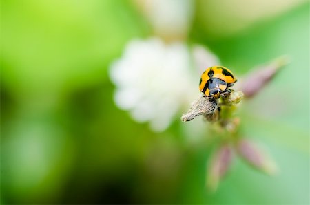 simsearch:400-06427911,k - ladybug macro in the green nature or in the garden Stock Photo - Budget Royalty-Free & Subscription, Code: 400-06079188