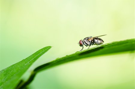 simsearch:400-06140139,k - fly macro in green nature or in the city or on food Stock Photo - Budget Royalty-Free & Subscription, Code: 400-06079183
