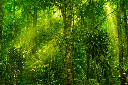 spesso - Sun shining into tropical forest Fotografie stock - Microstock e Abbonamento, Codice: 400-06079294