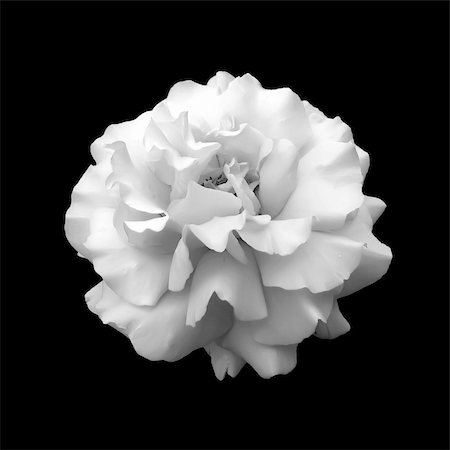 black and white flower rose. A close up isolated on a black background Stock Photo - Budget Royalty-Free & Subscription, Code: 400-06079359