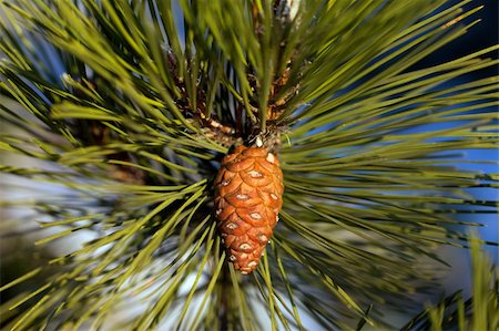 pine tree one not snow not people - Pine cone. Close-up view. Stock Photo - Budget Royalty-Free & Subscription, Code: 400-06079446