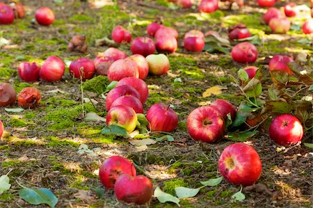 decaying fruit photography - Apples covering the ground at an apple orchard in Kentucky Stock Photo - Budget Royalty-Free & Subscription, Code: 400-06079497