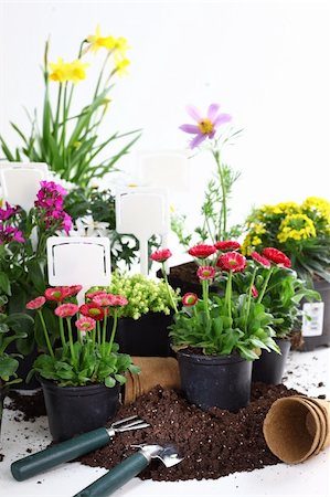 simsearch:400-08131611,k - Plenty of decorative flowers and vegetable ready for planting Stock Photo - Budget Royalty-Free & Subscription, Code: 400-06079653