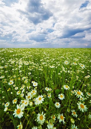 simsearch:400-04408653,k - Summer field with camomiles blooming under a cloudy sky Stockbilder - Microstock & Abonnement, Bildnummer: 400-06079855