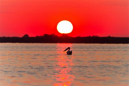 simsearch:400-07297750,k - a beautiful sunrise in the Danube Delta, Romania Photographie de stock - Aubaine LD & Abonnement, Code: 400-06070216