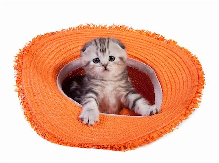 straw hat nobody - The scottish fold kitten  in a red hat Stock Photo - Budget Royalty-Free & Subscription, Code: 400-06070224