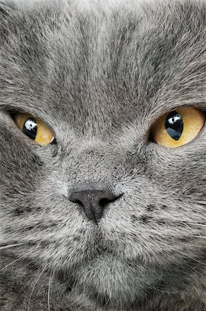 Closeup photo of a quiet British cat. White  background Stockbilder - Microstock & Abonnement, Bildnummer: 400-06070311