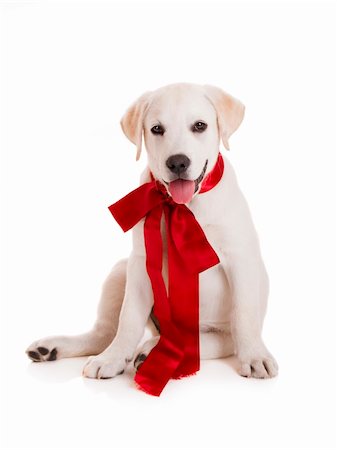 dog christmas background - Adorable labrador retriever puppy wearing a red sattin lace, isolated on white Stock Photo - Budget Royalty-Free & Subscription, Code: 400-06070485