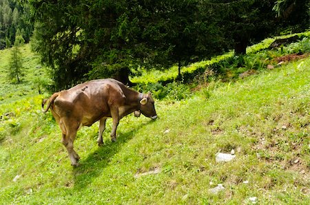 simsearch:400-07173721,k - Brown cow in a pasture in the Italian Alps Foto de stock - Super Valor sin royalties y Suscripción, Código: 400-06070584