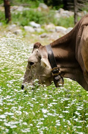 simsearch:400-08495148,k - Brown cow in a pasture in the Italian Alps Stock Photo - Budget Royalty-Free & Subscription, Code: 400-06070583
