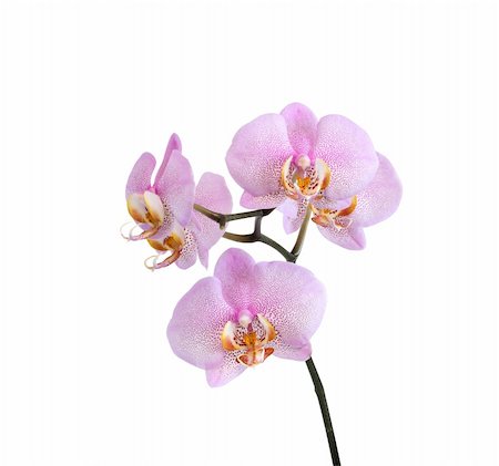 Closeup of beautiful purple orchid on white background. Isolated with clipping path Foto de stock - Super Valor sin royalties y Suscripción, Código: 400-06071059