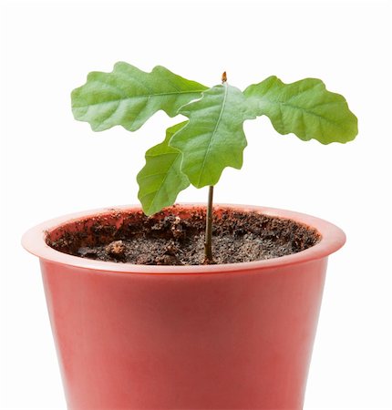young plant isolated on the white background. Stock Photo - Budget Royalty-Free & Subscription, Code: 400-06071199