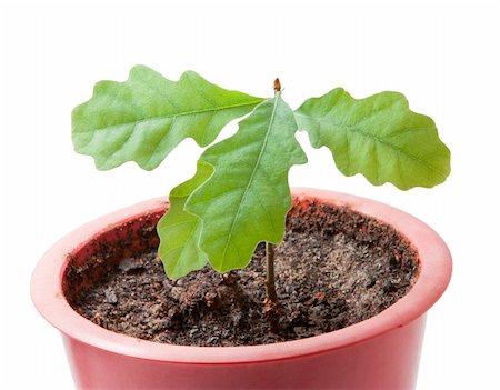 young plant isolated on the white background. Stock Photo - Budget Royalty-Free & Subscription, Code: 400-06071202